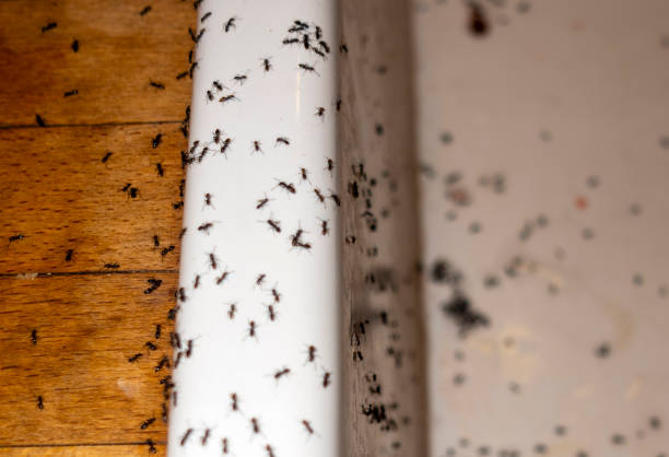 Best Affordable Pest Control Services  in Mannington, WV